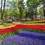 Image result for Tulips in Turkey