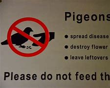 Image result for Funny Pigeon Memes