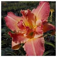 Image result for Hemerocallis Think Pink