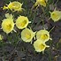 Image result for Narcissus romieuxii Julia Jane