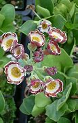 Image result for Primula auricula George Edge