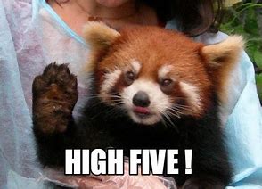Image result for Animal High Five Meme