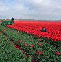 Image result for Holland Flowers