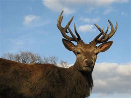 Image result for Deer Snoot