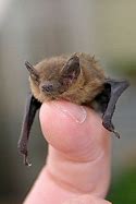Image result for Beautiful Bats