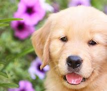 Image result for adopt doggie photos