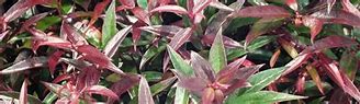 Image result for Leucothoe keiskei Burning Love