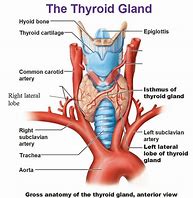 Image result for Thyroid Gland Anterior View