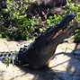 Image result for Biggest Croc in the World