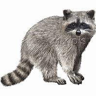 Image result for Raccoon Clip Art
