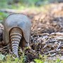 Image result for Armadillo Poop