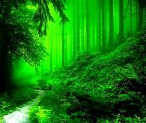 Image result for Dark Green Forest Desktop Wallpaper