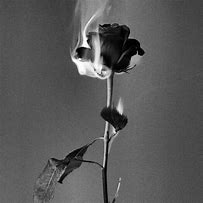 Image result for Black and White Dying Rose