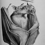 Image result for Bat Feet Anatomy