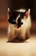 Image result for Profile Pictures Galaxy Cat Art