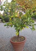 Image result for Bonsai Lemon Tree