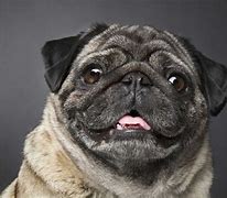 Image result for Exotic Pug Colors