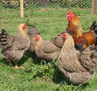 Image result for Partridge Chickens Breeds