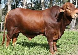 Image result for Dextur Cows