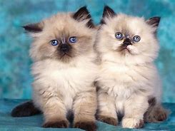 Image result for Awesome Cat Wallpaper