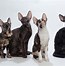 Image result for Cool Cat Breeds