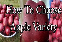Image result for Apple Variety with Center Pit
