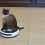 Image result for White Cat Low Quality GIF Meme