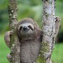 Image result for 4 Toed Sloth