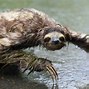 Image result for Desert Sloth