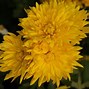 Image result for Chrysanthemum Citronella (Indicum-Group)