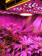 Image result for LED Grow Lamps