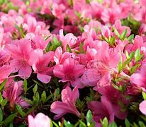 Rhododendron (AJ) Mad. van Hecke માટે ઇમેજ પરિણામ