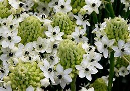 Image result for Ornithogalum saundersiae