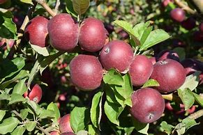 Image result for Australia Apple and Pears