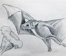 Image result for Bat Line Drawing