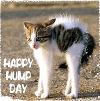 Image result for Happy Wednesday Hump Day Cat