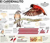 Image result for cardenalato