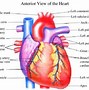 Image result for Human Heart Parts Labeled