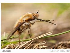 Image result for Greater Bee Fly