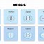 Image result for Difference of Meiosis and Mitosis in Process