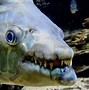 Image result for The Rarest Fish in the World