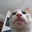 Image result for Dumb Looking Cat