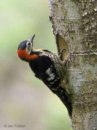 Image result for Dendrocopos cathpharius