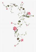 Image result for Flowers and Vines No Background