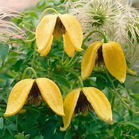 Image result for Clematis tangutica