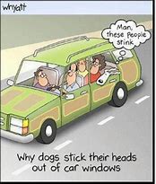 Image result for Funny Car Cartoons