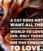 Image result for Cat Love Quotes