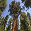 Image result for Tallest Biggest Tree in the World