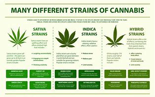 Image result for Types of Marijuana Sativa vs Indica