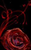 Image result for Red Floral iPhone Background